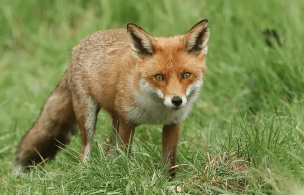 Are Foxes More Like Cats Or Dogs?