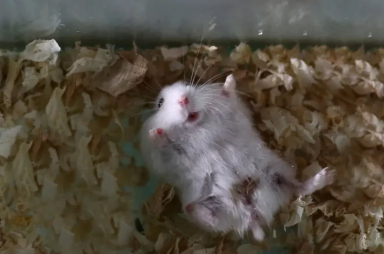 Do Hamsters Sleep With Their Eyes Open