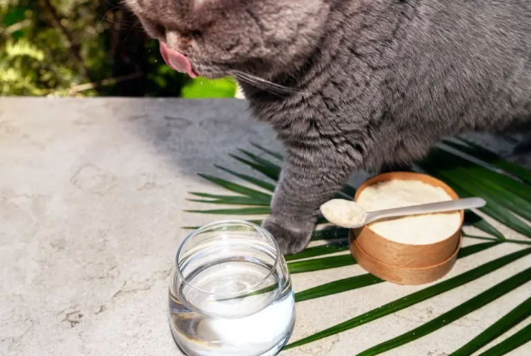 Sugar Water for Sick Cats