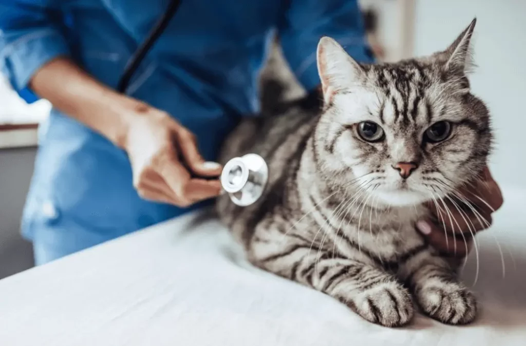 Treatments for Tail Issues in Cats