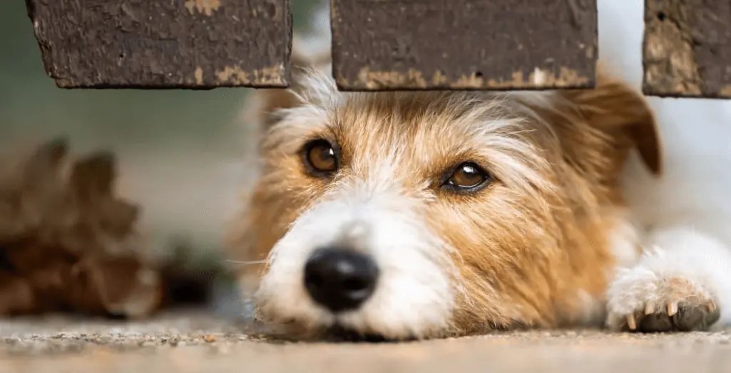 When Should You Avoid Detoxifying Your Dog?