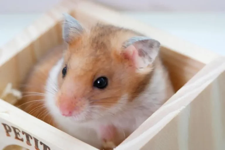 Why Do Hamsters' Eyes Pop Out