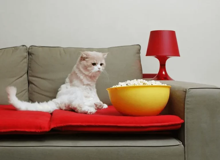 cat see the popcorn