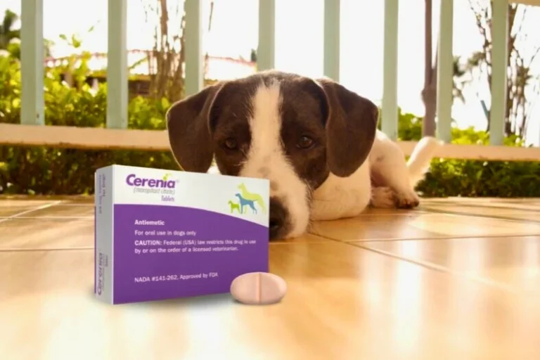 Can Cerenia Cause Death in Dogs?