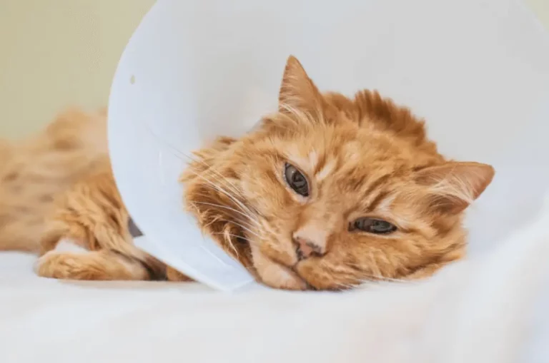 How Long Should A Cat Wear A Cone?