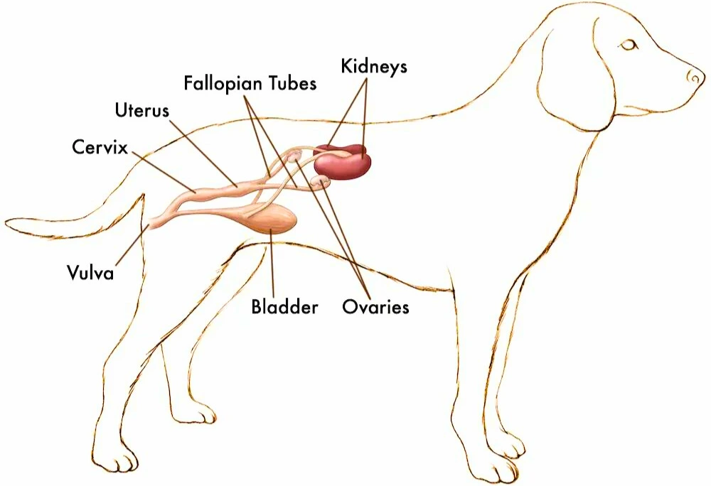 Inside A Female Dog’s Reproductive Cycle