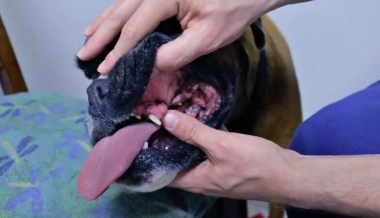 When should I take my dog to vet for black gums?