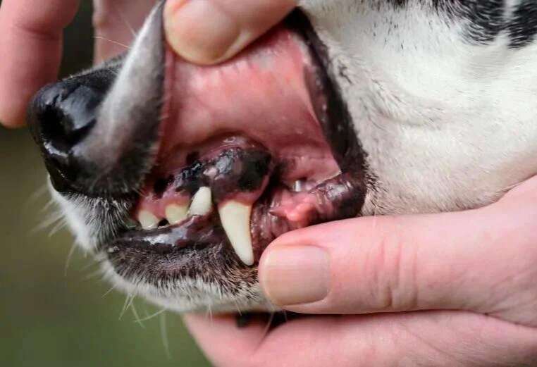 dog has black gums