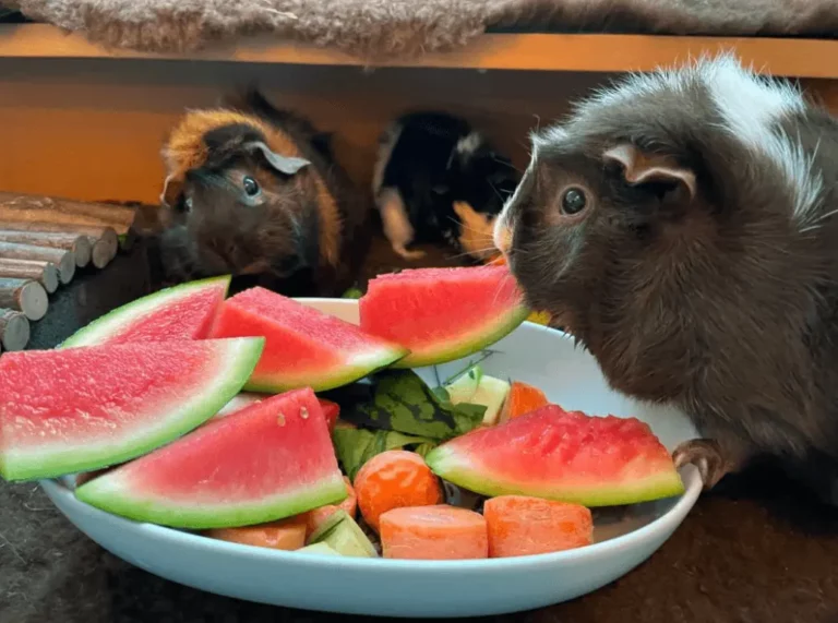 hamster eat watermelon
