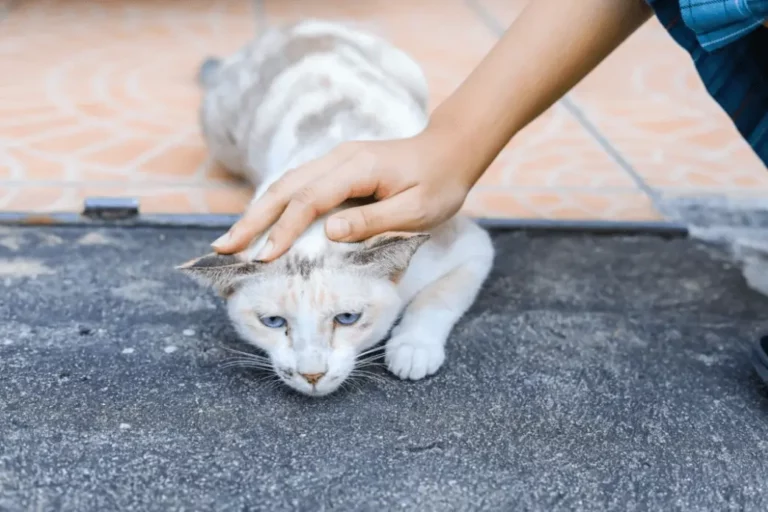 A person scruffing a cat