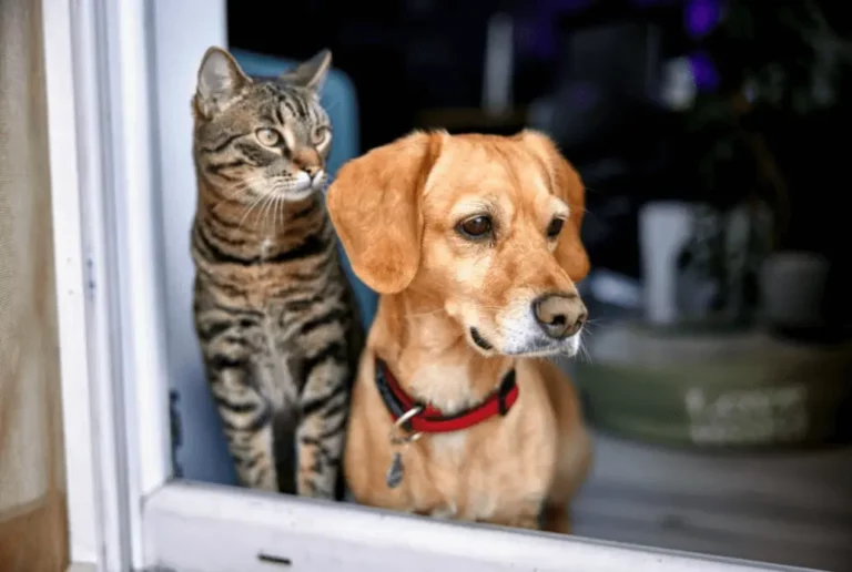 Cat and Dog see at side together